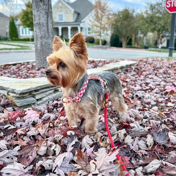 NEW The Foggy Dog Ruby Marine Rope Dog Leash (5ft Petite) - Picture 7 of 9